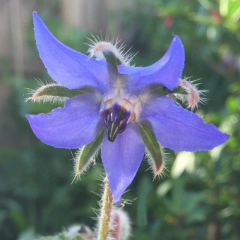 Borage