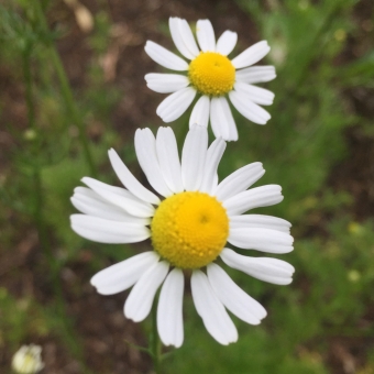 Chamomile