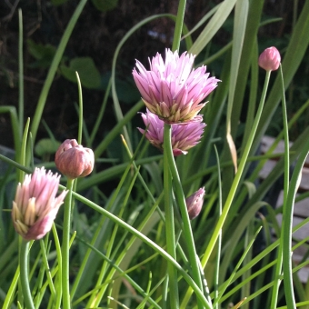 Chives