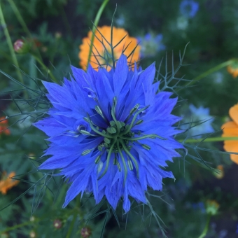 Cornflowers
