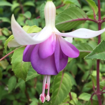 Fuchsias