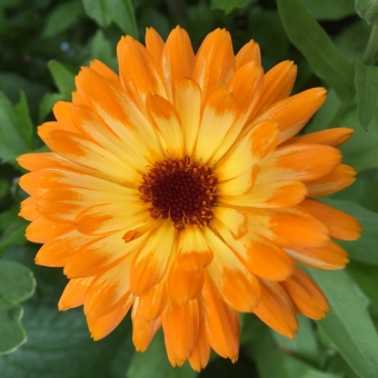 Calendula