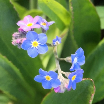 Forget-Me-Nots