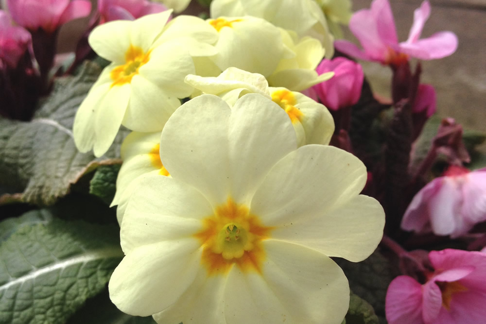 Primulas are edible spring flowers
