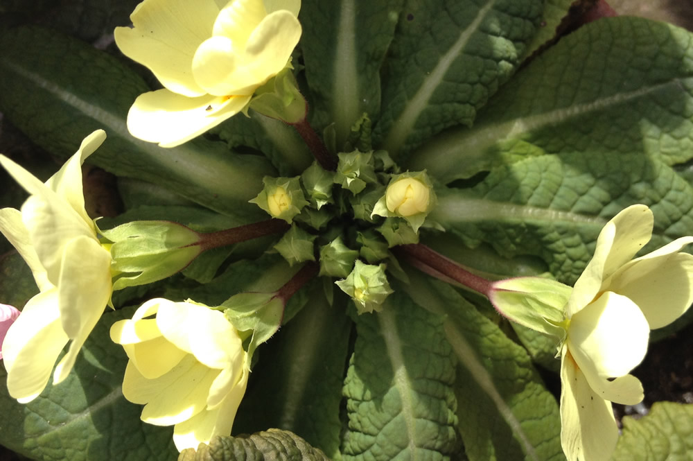 Yellow primroses edible flowers