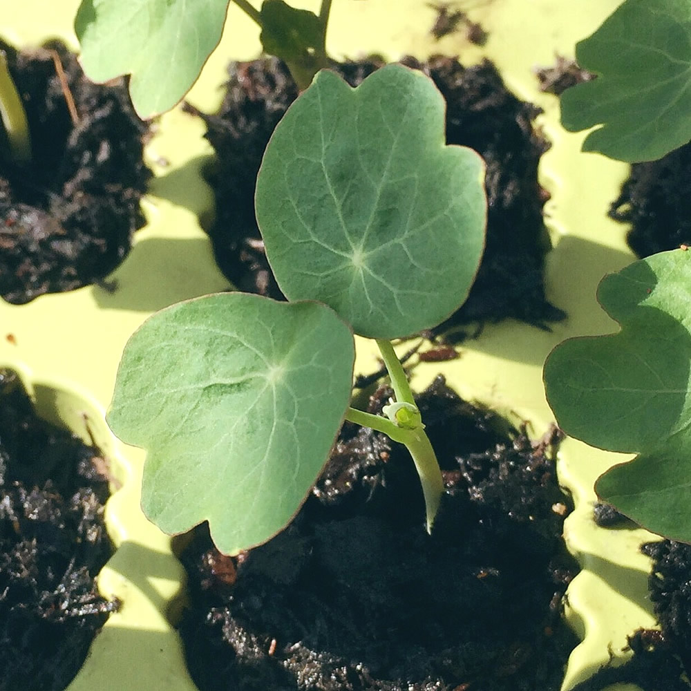 Edible flower nasturtium seedlings