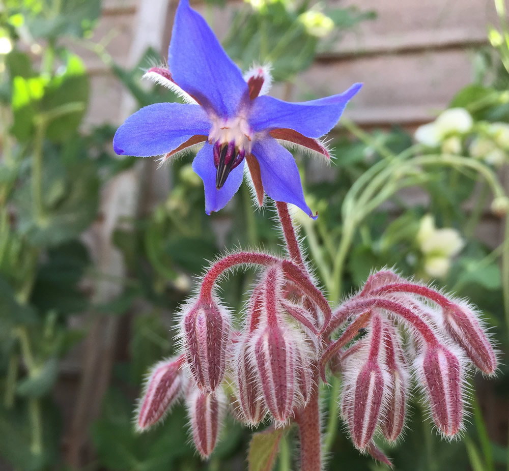 Edible flower from the borage plant