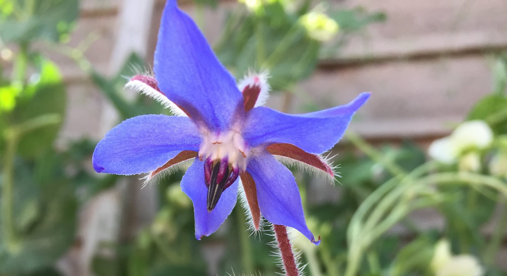 Borage flowers are edible