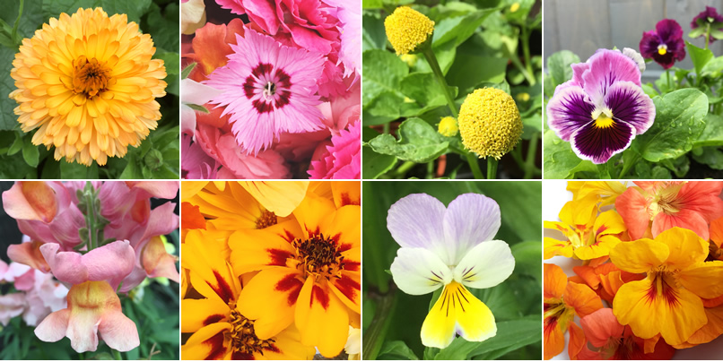 Edible flowers available in Nottingham