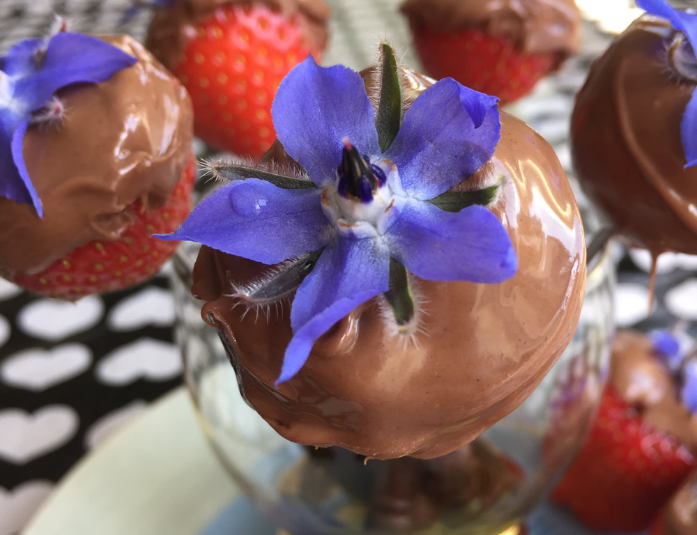 Edible flower borage