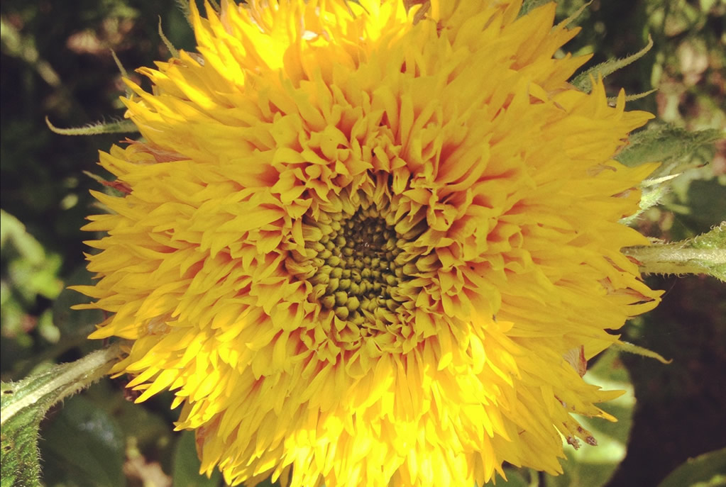 Edible flowers Sunflowers Blog The Flower Deli