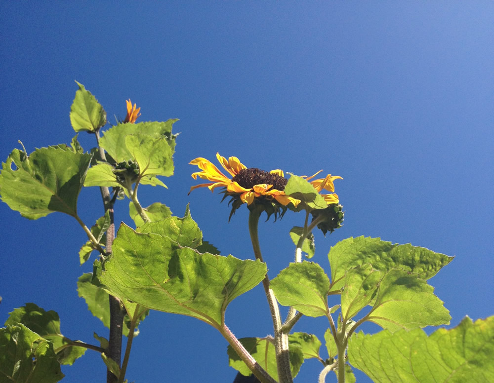 Edible flowers Sunflowers Blog The Flower Deli