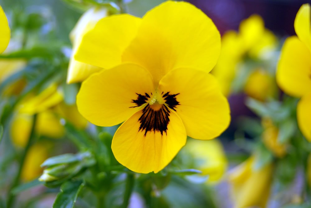 Edible flowers Violas Blog The Flower Deli